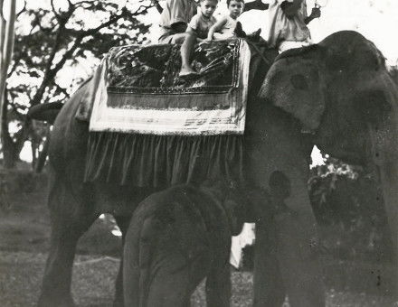 elephant.jpg